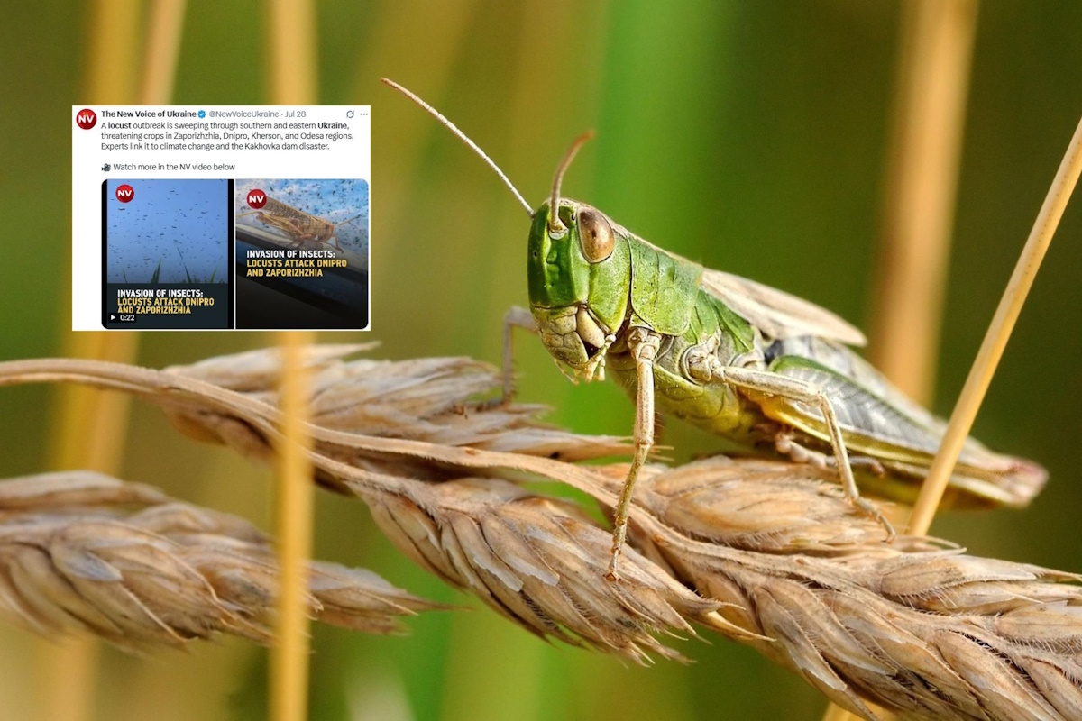 Szarańcza pożera pola uprawne Ukrainy