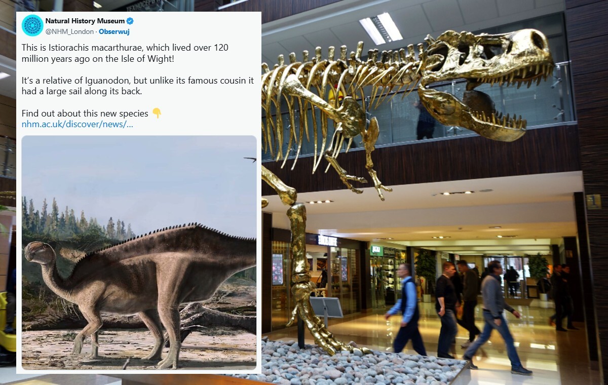 Brytyjscy naukowcy odkryli nowy gatunek dinozaura! wiadomości,aktualności,wPolityce.pl Brytyjscy naukowcy odkryli nowy gatunek dinozaura!