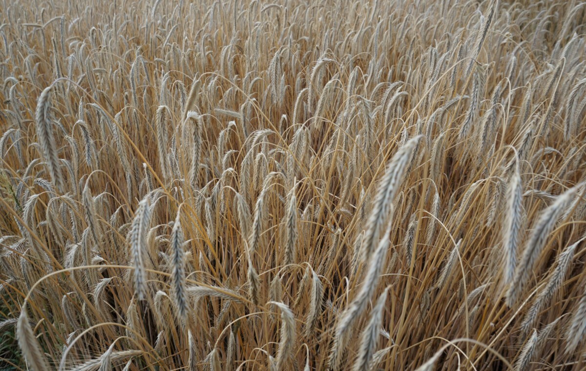 Chleb z radioaktywnej mąki. Ukraińska prokuratura ujawnia