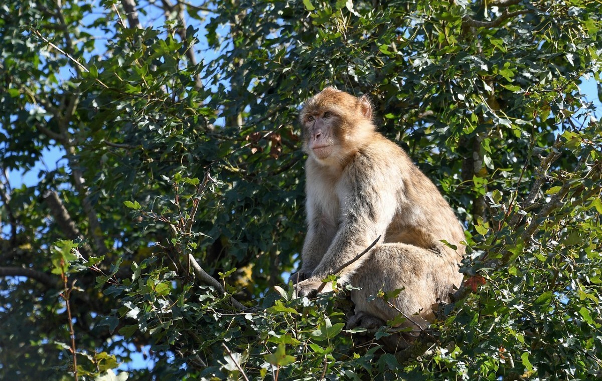 Przełom! Ta terapia wyleczyła serca małp po zawale