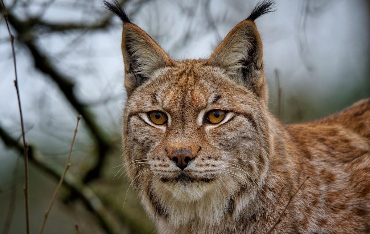 wiadomości,aktualności,wPolityce.pl Ryś iberyjski po raz pierwszy pojawił się w Pirenejach