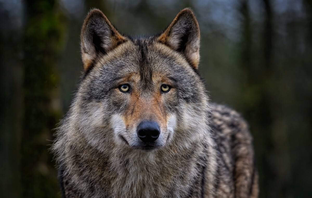 Wilki trzebią stada bydła?