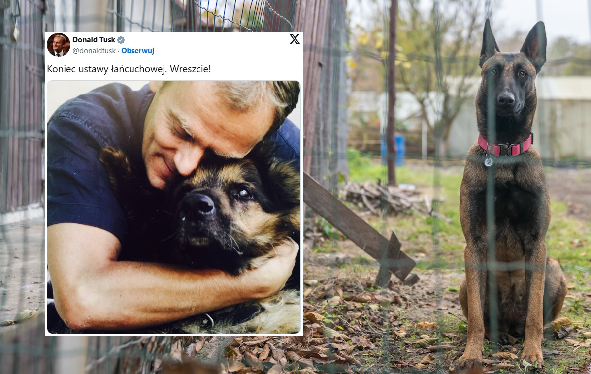 Zakaz trzymania psów na uwięzi. Sejm przyjął nowelizację