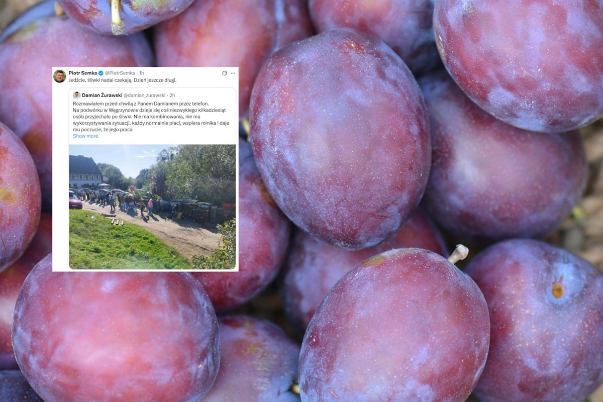 Klient nie odebrał zamówionych śliwek. Polacy pomogli wiadomości,aktualności,wPolityce.pl Klient nie odebrał zamówionych śliwek. Polacy pomogli