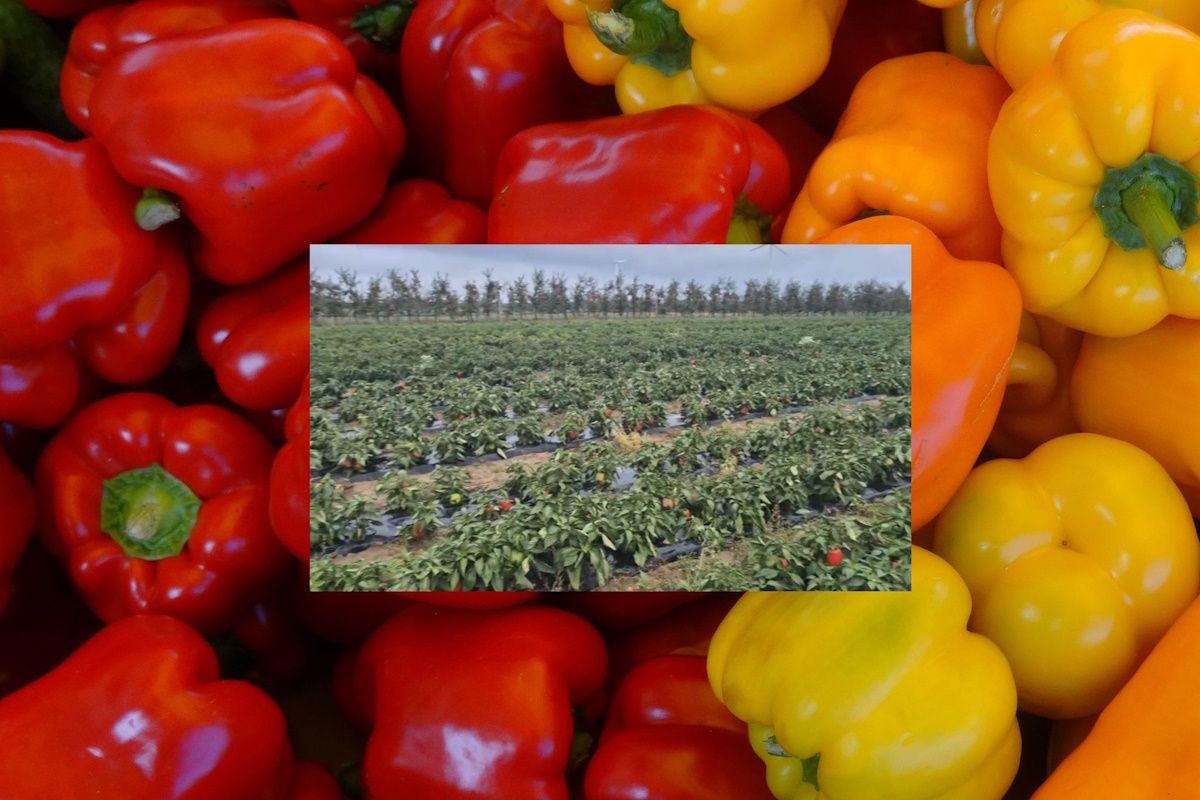 Rolnik rozdaje paprykę za darmo. Polacy ruszyli z pomocą!