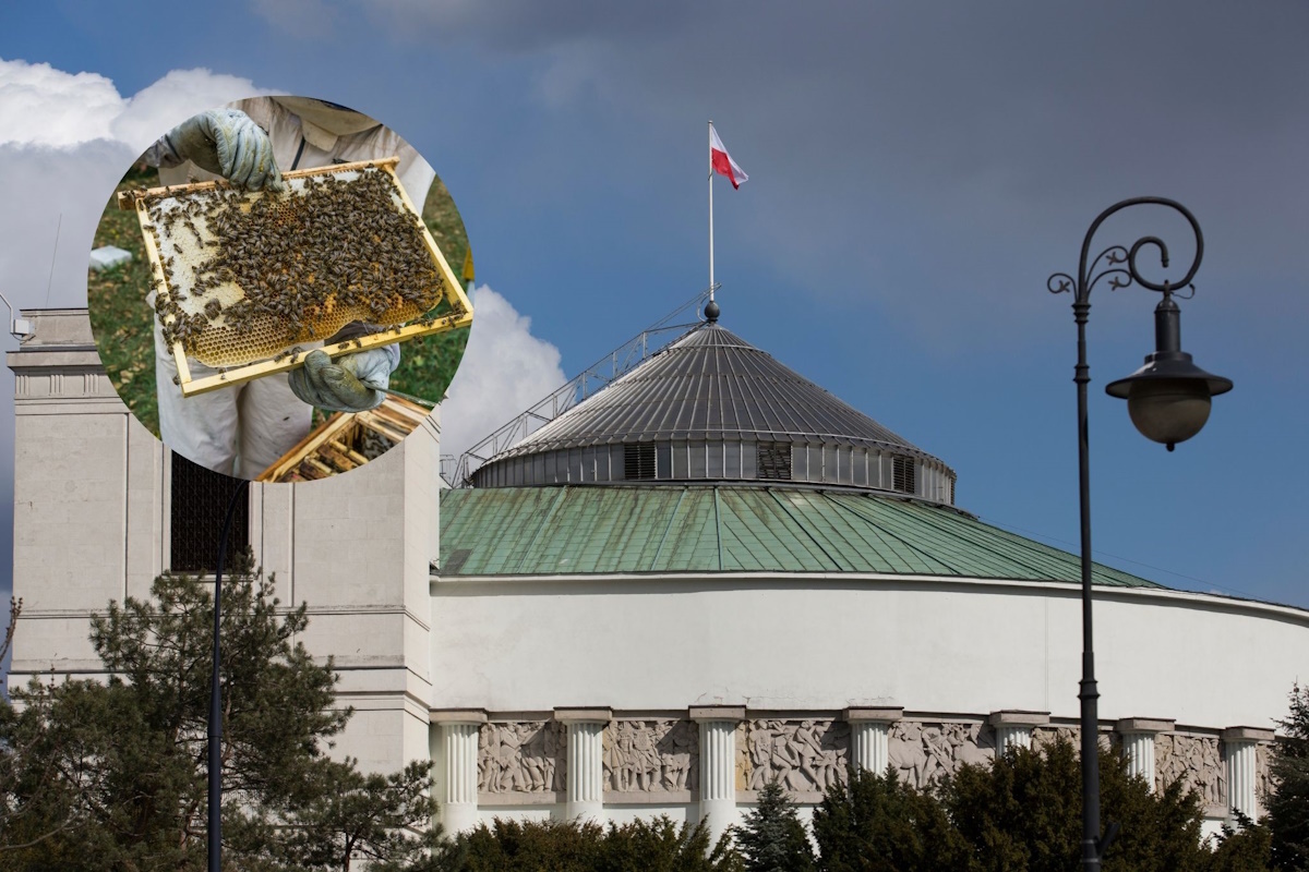 Fatalna sytuacja pszczelarzy. "Import jest 'zabójstwem'"