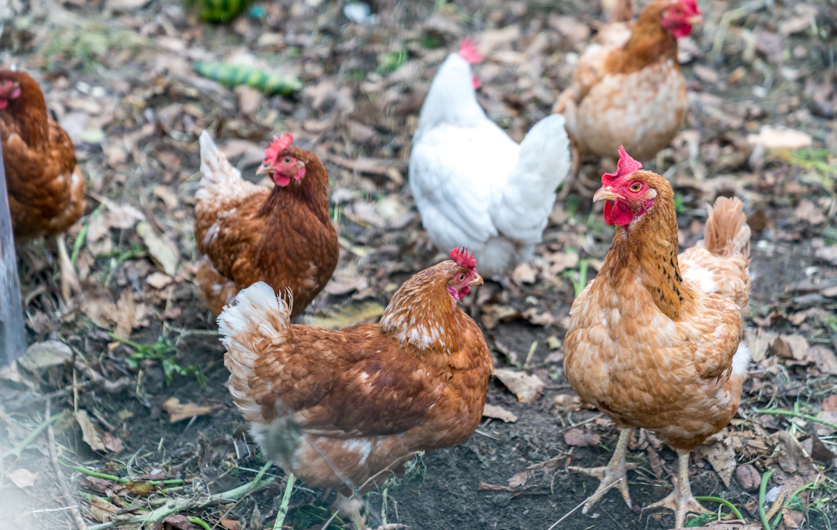 Epidemia ptasiej grypy w Niemczech. Zabito 1,5 mln zwierząt
