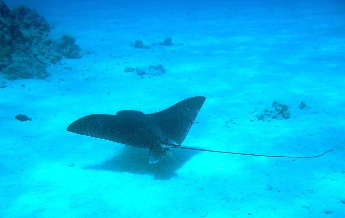 Na CITES zakazano handlu 70 gatunkami zwierząt morskich!