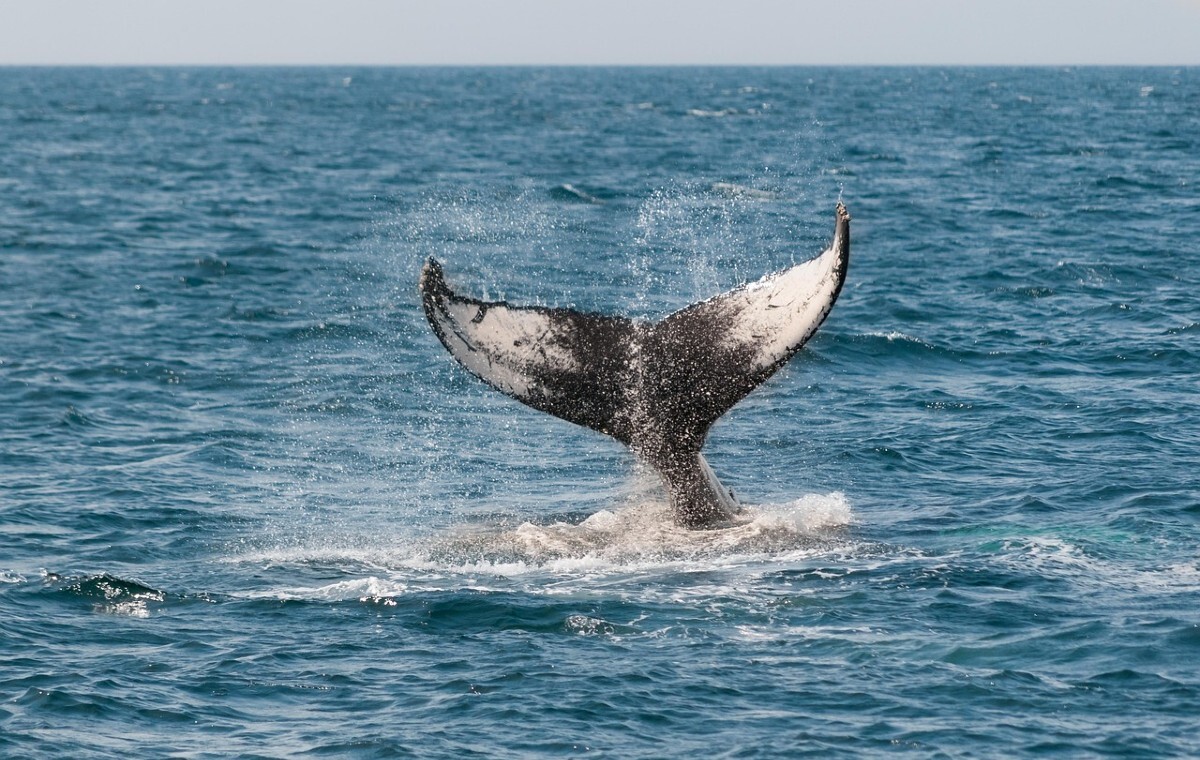 Śmiertelny wirus w Arktyce. Ujawniono go przy pomocy dronów