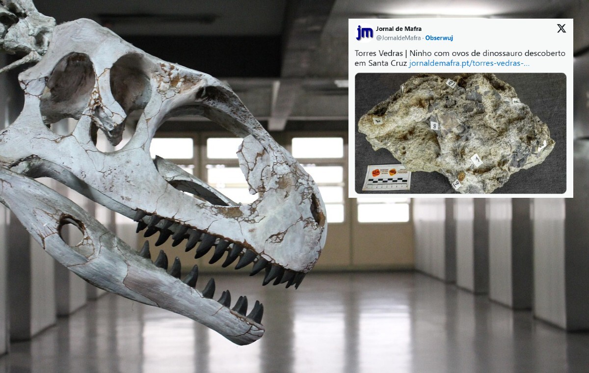 wiadomości,aktualności,wPolityce.pl Fascynujące! Znaleziono jaja dinozaura sprzed 150 mln lat