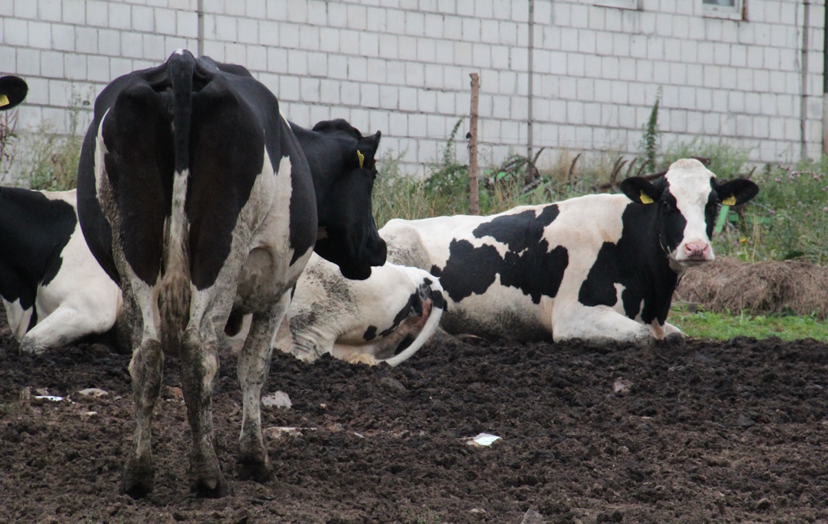 Padają niemieckie gospodarstwa. Będzie gorzej przez Mercosur