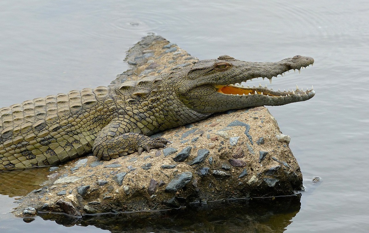 Mozambik ostrzega przed atakami krokodyli i hipopotamów