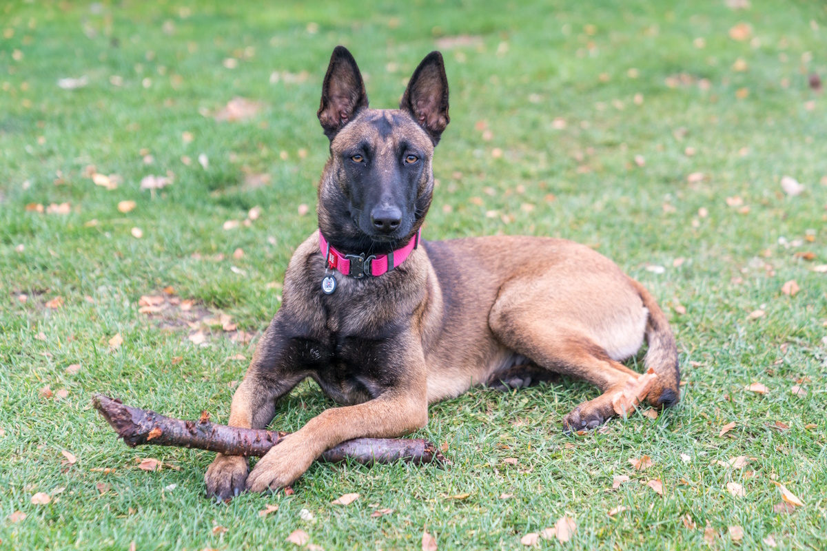 Przyjęto projekt ustawy o obowiązkowym czipowaniu psów