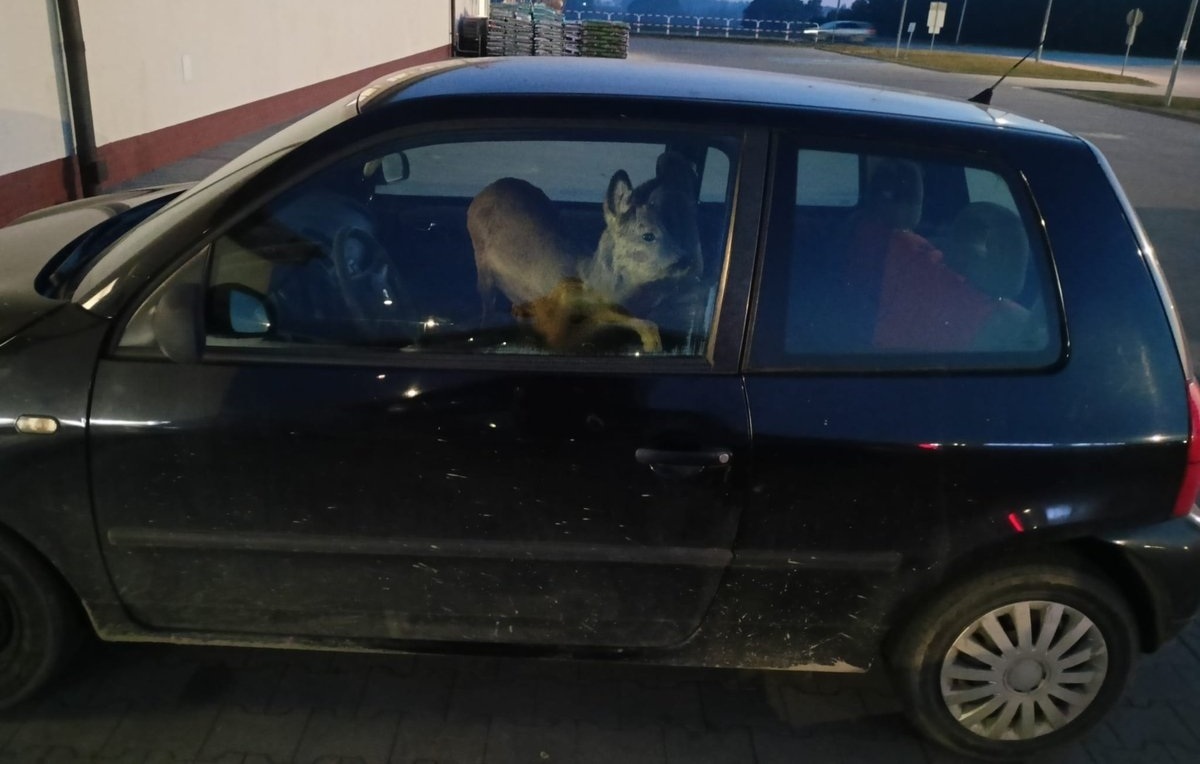 Kobieta potrąciła sarnę. Zabrała ją do samochodu