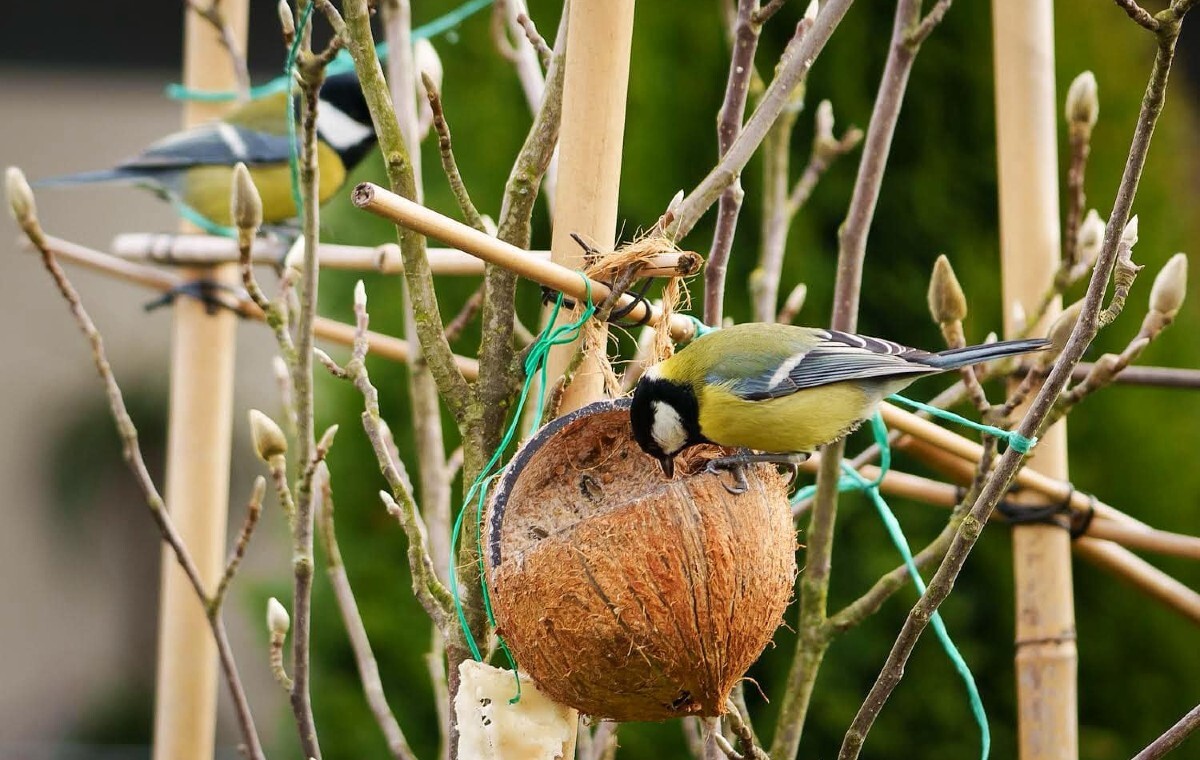 Dialekty, romanse i kłótnie. Poznaj sekrety ptasiego śpiewu