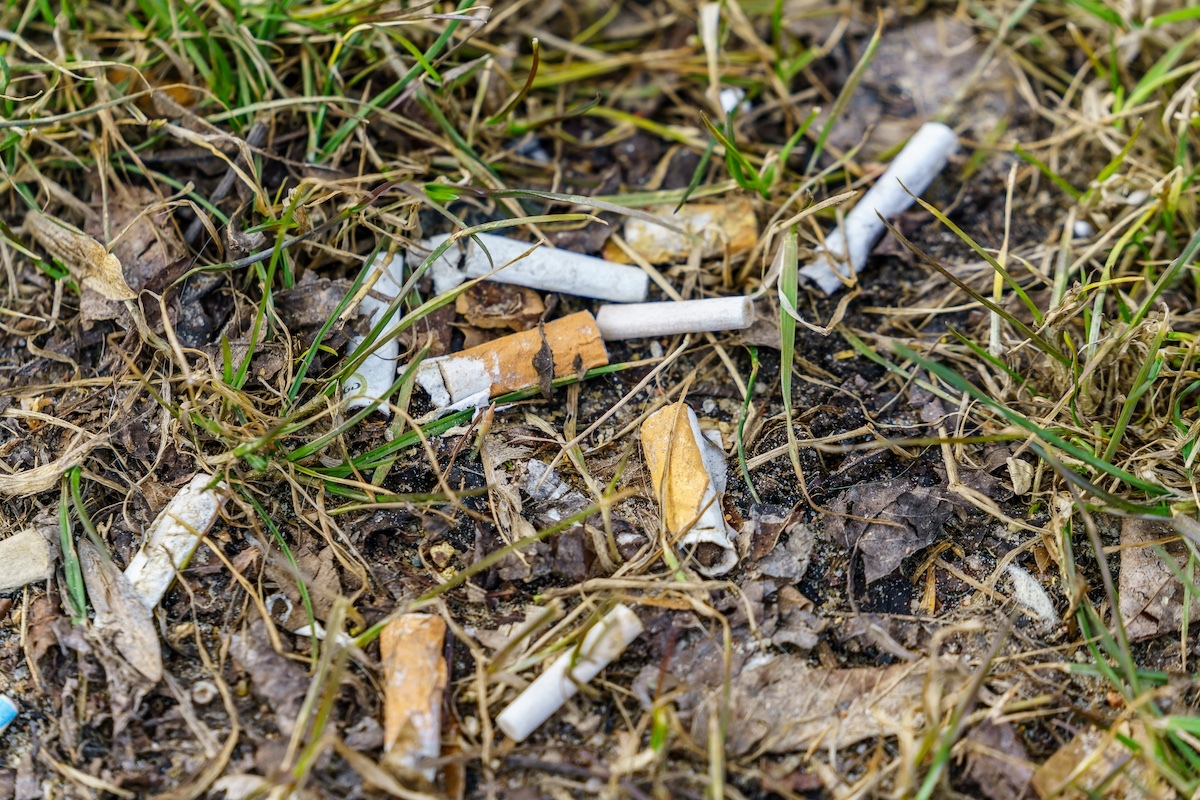 Polak zapalił papierosa w parku narodowym. Zapłaci 60 tys. zł!