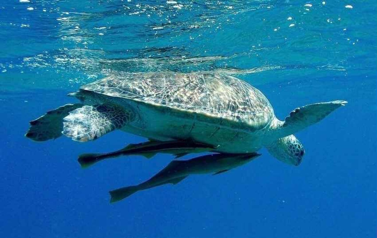 Martwe żółwie, delfiny i manaty. Wszystko przez wyciek ropy