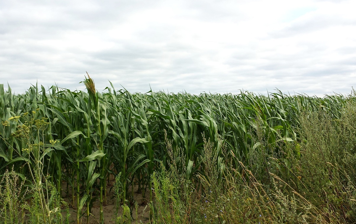 Glifosat sprzymierzeńcem lekoopornych "superbakterii"?