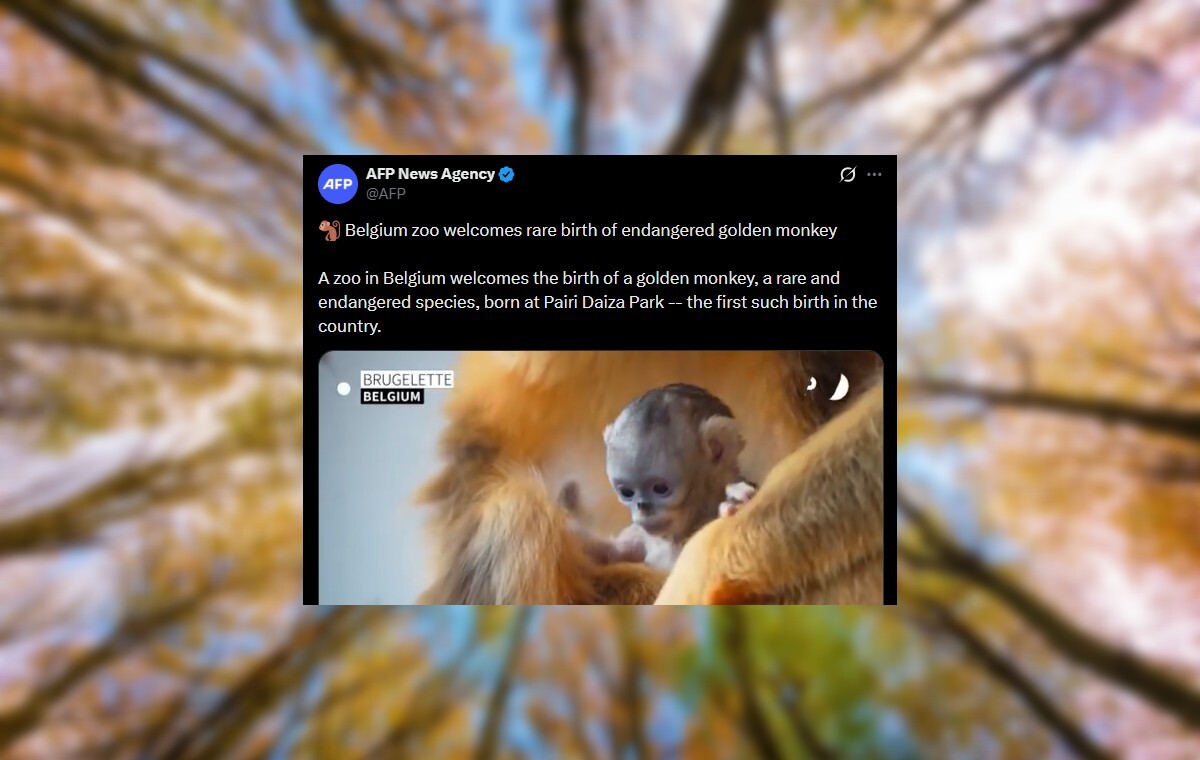Przełom! W Belgii na świat przyszła małpka złota