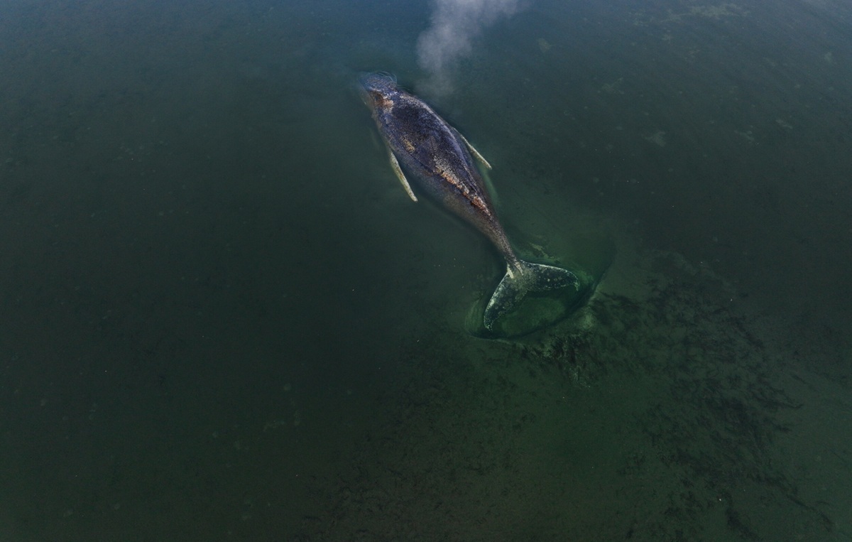 Niemcom nie udało się uratować humbaka. Akcja porzucona