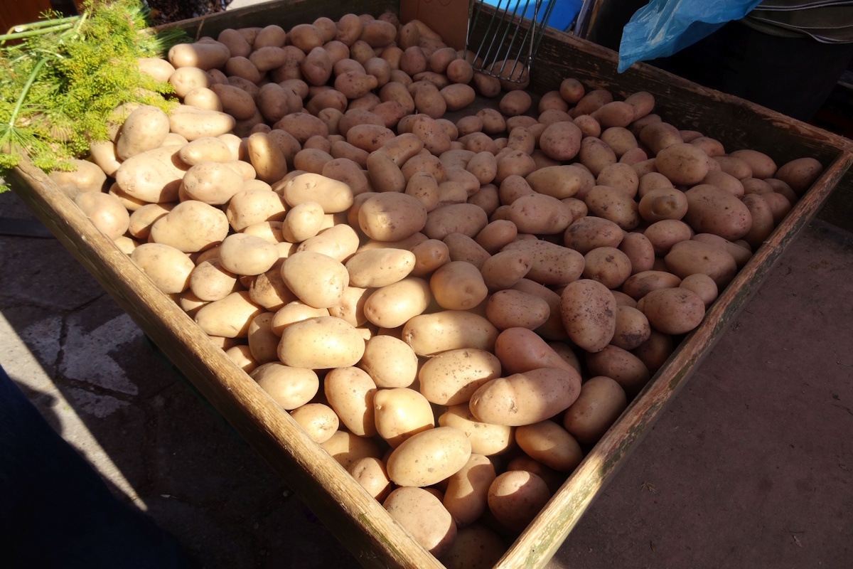 Dramat rolników, zalega choćby do miliona ton ziemniaków!