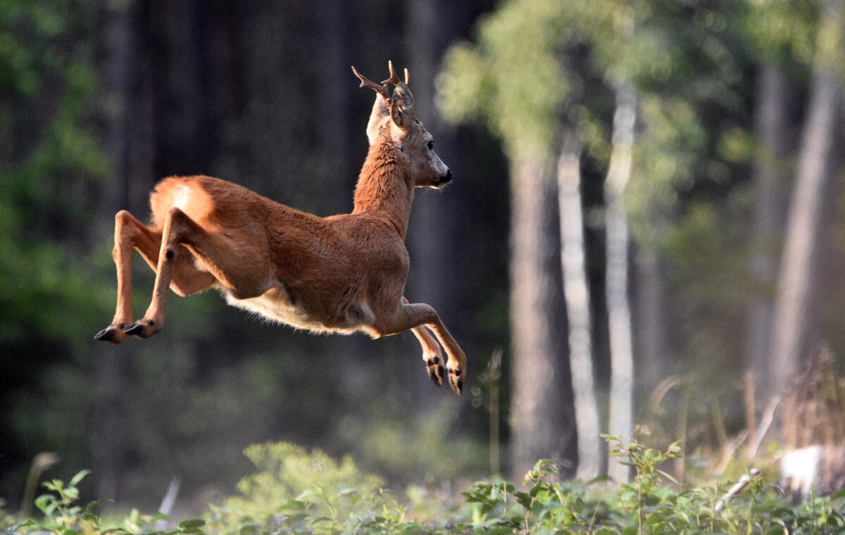 "Pijany" jeleń wywołał chaos. Winnego można szukać w... owocach