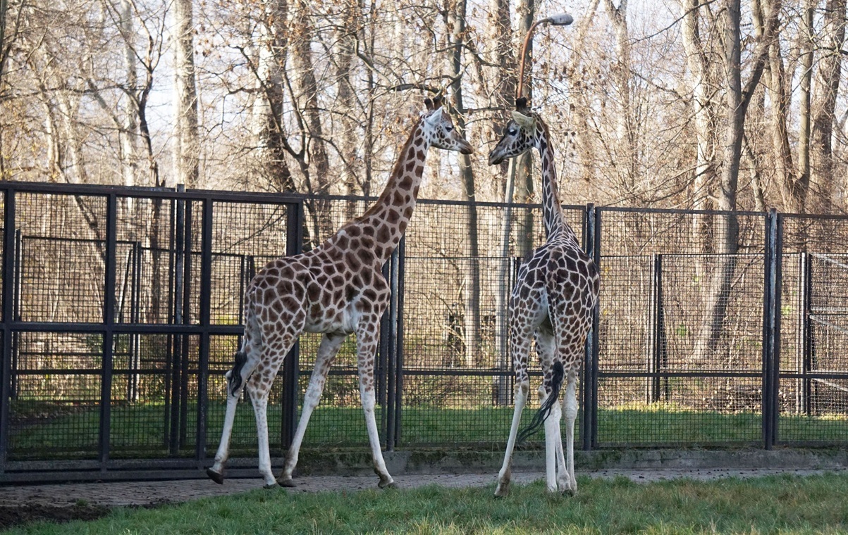 ZOO Тшасковского объясняет, что покупает сено из Германии