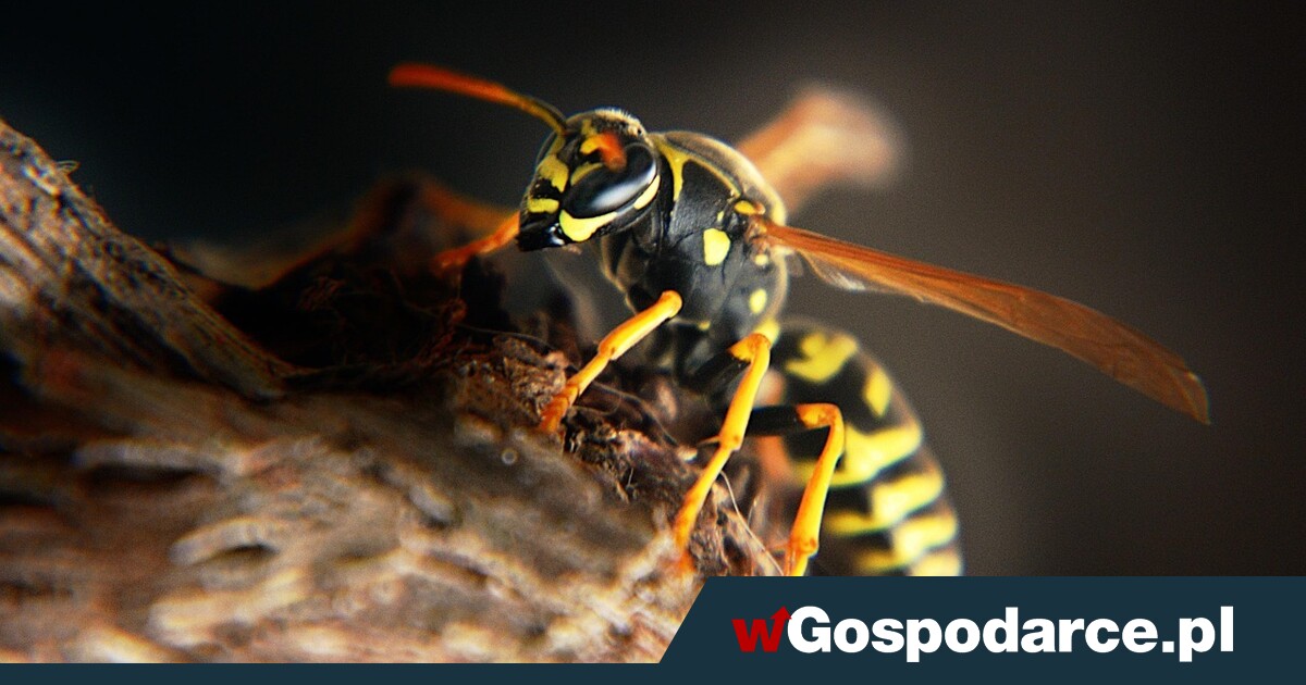 Sezon letni to większe ryzyko ukąszenia. Jak się zabezpieczyć przed groźną anafilaksją