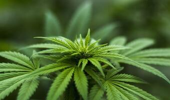 7 mld kanadyjskich dolarów rocznie za legalną marihuanę