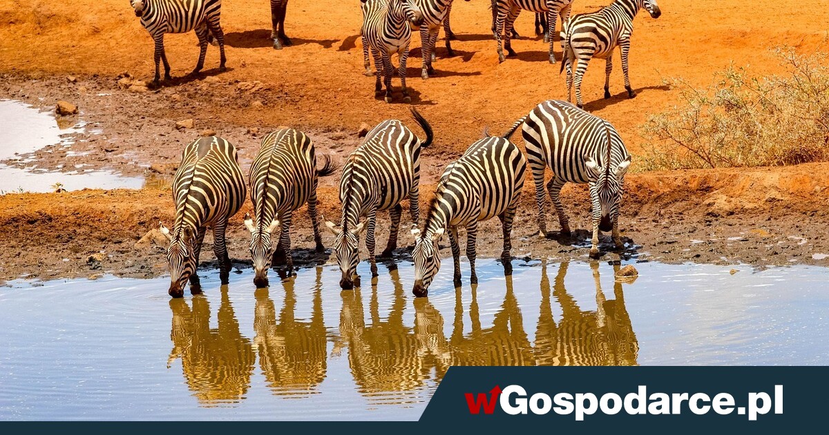 Szybki wypad na safari? Zapłacisz ekstra podatek