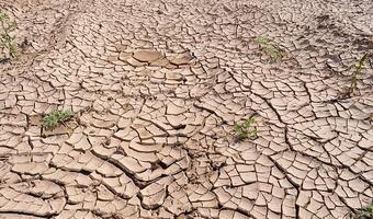 Sztuczna Inteligencja odpowiedzią na susze?