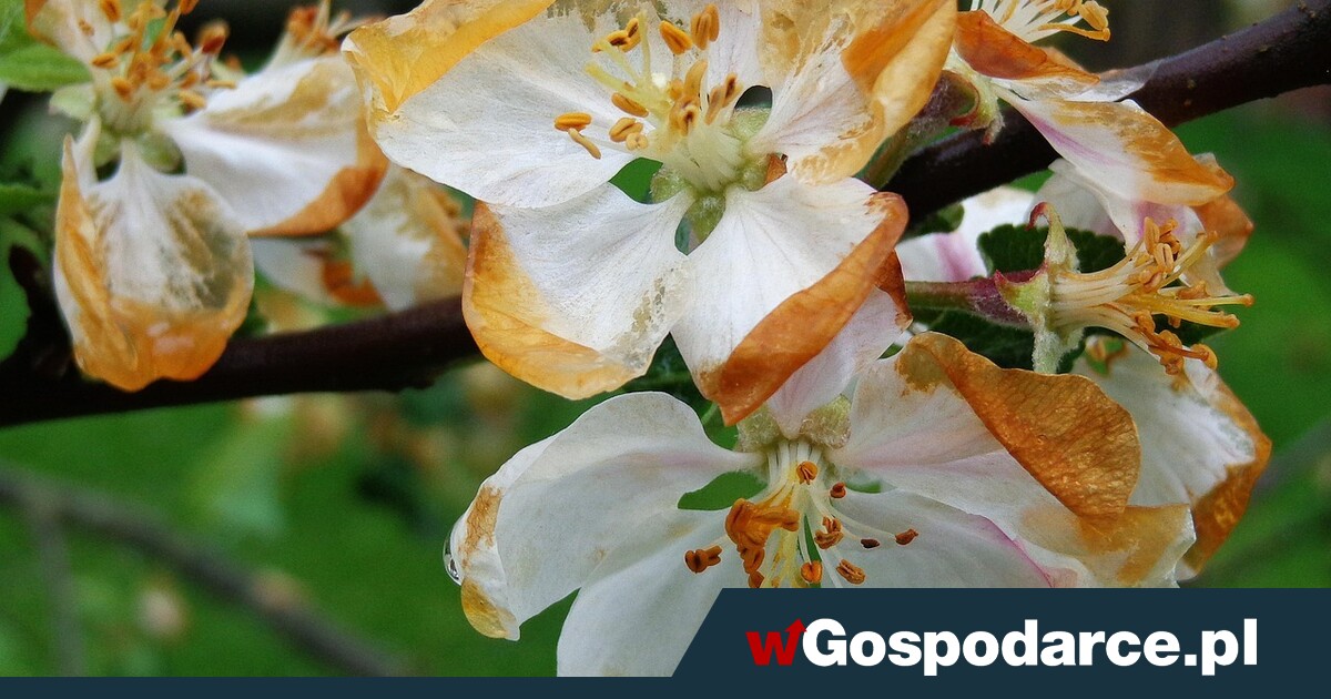 Fala przymrozków! Ogromne straty w sadach i na polach