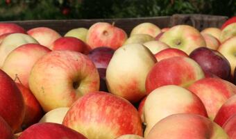 Białoruś nie chce kupwać polskich jabłek, chce je przetwarzać