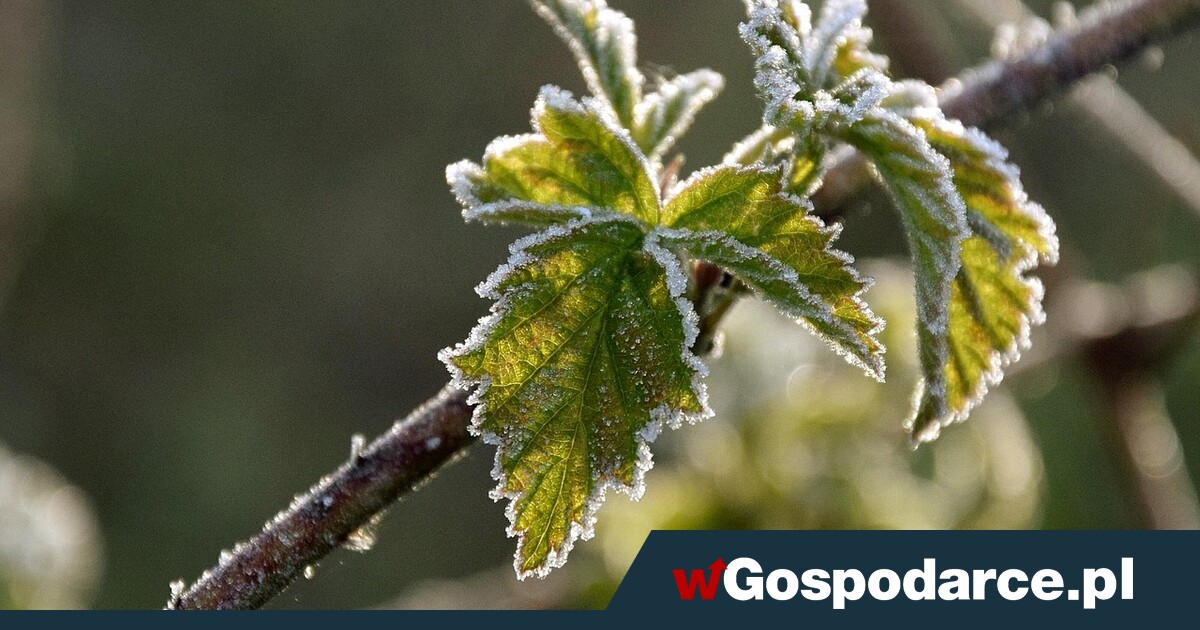 Niszczycielskie przymrozki. Złe wieści z pól i sadów