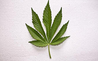 Medyczna marihuana jest legalna już w prawie połowie Stanów Zjednoczonych
