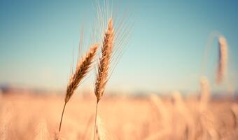 MRiRW: do 3025 zł /ha dopłata dla producentów pszenicy
