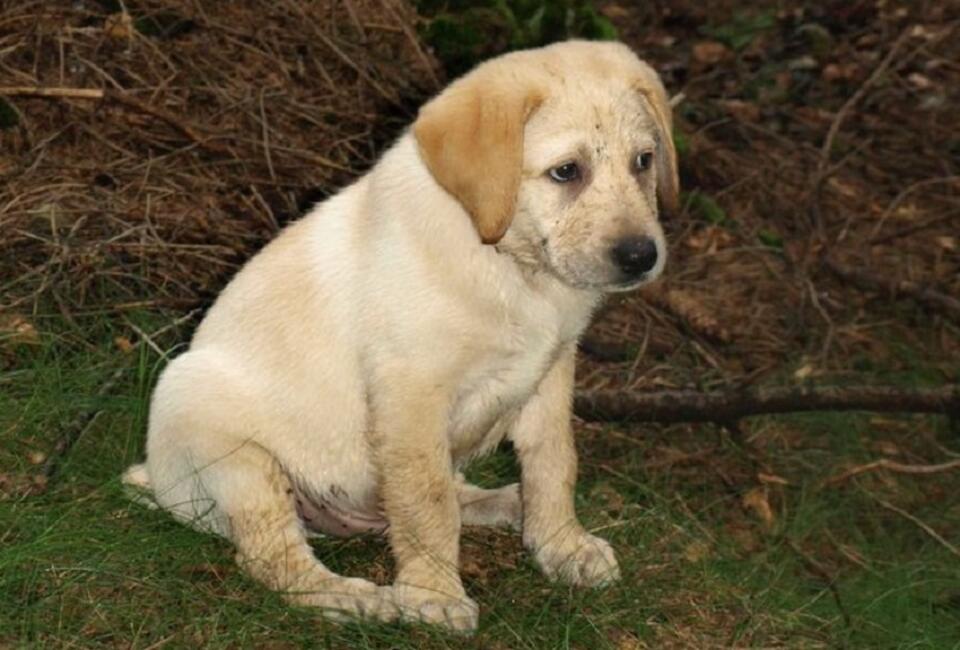 Fot. Peckinpah/CC/Wikimedia Commons