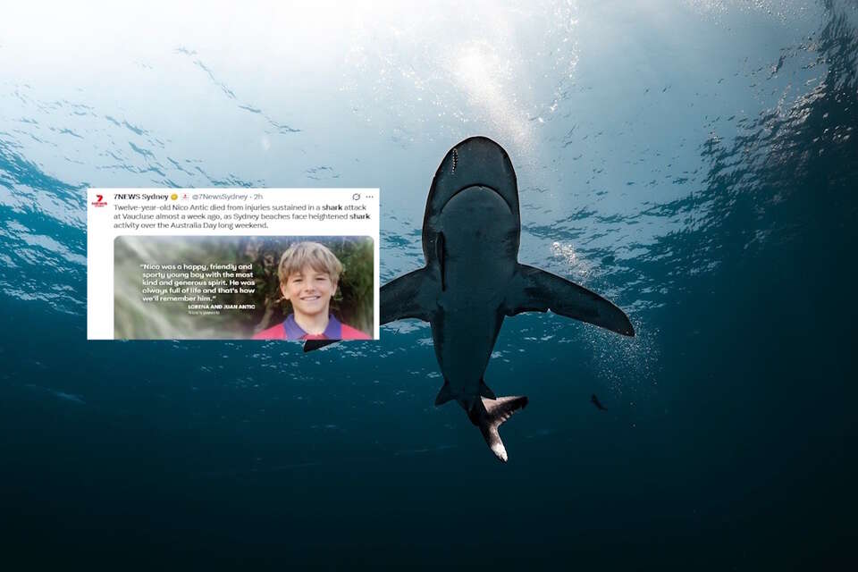 Tragedia w Sydney. W szpitalu zmarł 12-latek zaatakowany przez rekina. Rodzice pożegnali chłopca. "Nasz syn Nico odszedł". Na zdjęciu poglądowym rekin oraz wpis 7NEWS Sydney (screen z X) / autor: pixabay.com/X-7NEWS Sydney (screen)