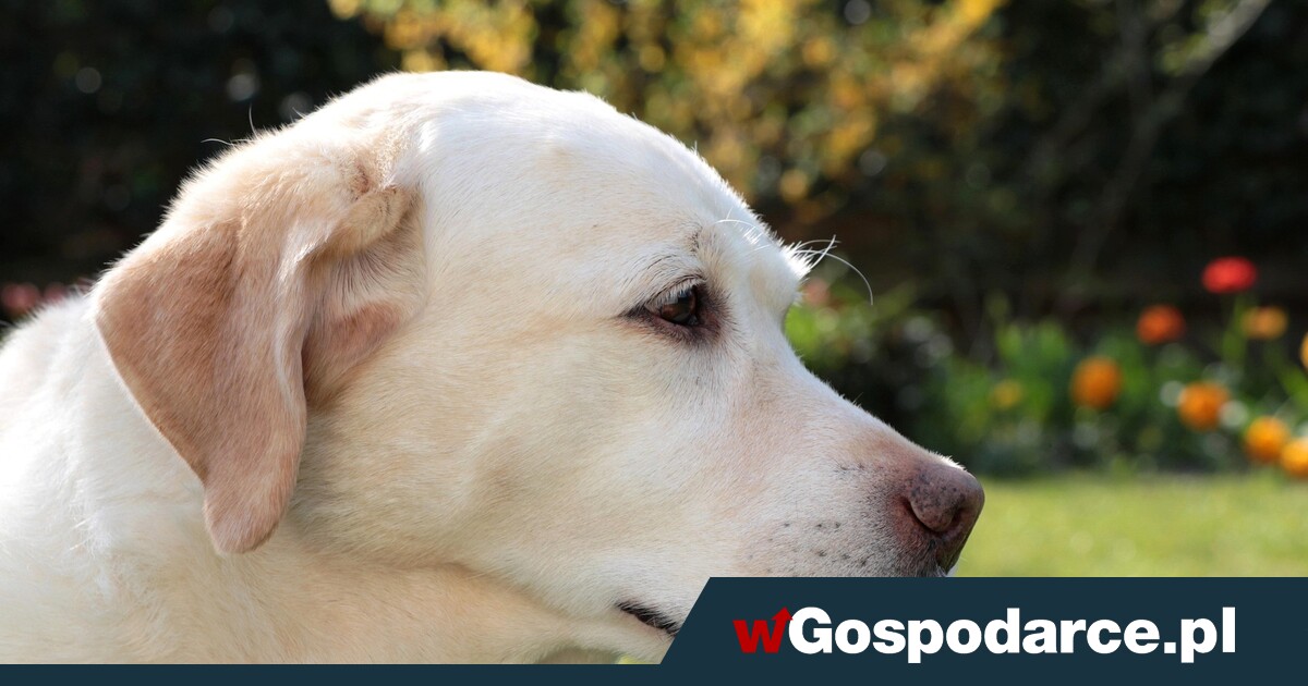 Planujesz mieć psa? Możesz otrzymać choćby 1500 zł