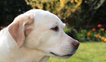 Planujesz mieć psa? Możesz otrzymać nawet 1500 zł