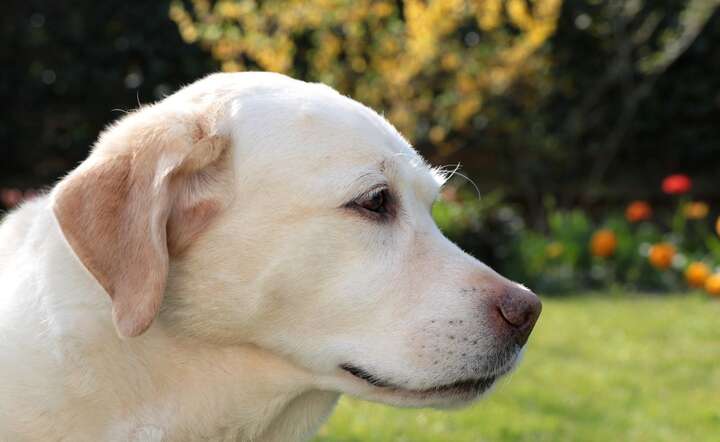 Planujesz mieć psa? Możesz otrzymać nawet 1500 zł