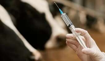 Zabójcze antybiotyki. Hodowla zwierząt na granicy ryzyka