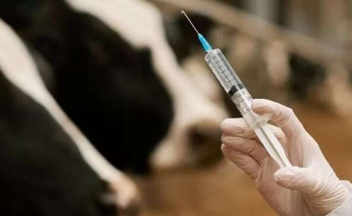 Zabójcze antybiotyki. Hodowla zwierząt na granicy ryzyka