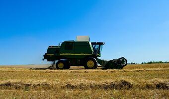 Susza uderzy w ceny zbóż
