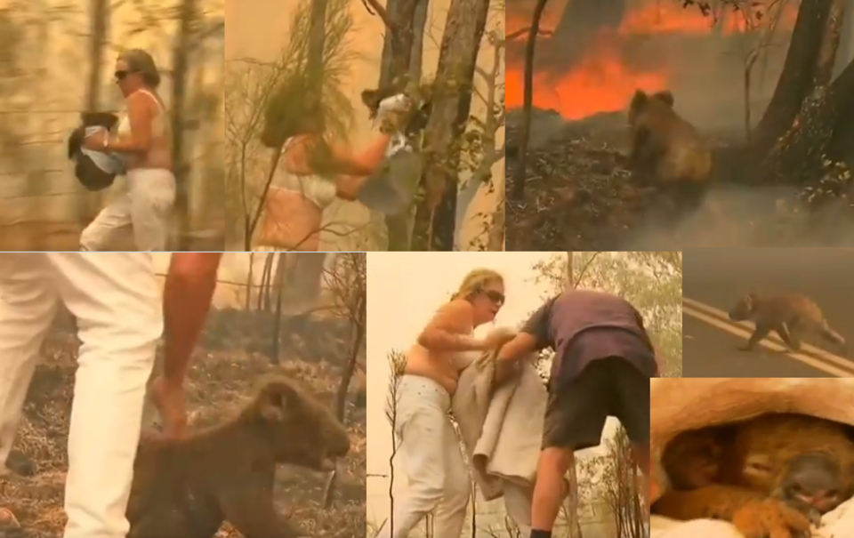 Australia, pożar lasów / autor: screen TT/Reuters