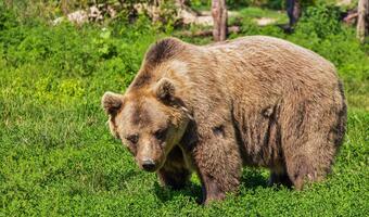 „Niemcy udają troskę o polskie niedźwiedzie. Swoje mają na pomnikach”