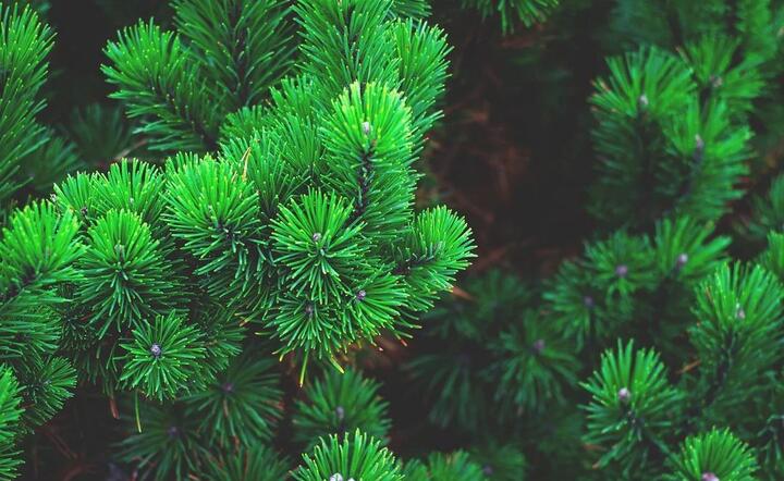Wystartowała ekologiczna zbiórka świątecznych drzewek / autor: Pixabay