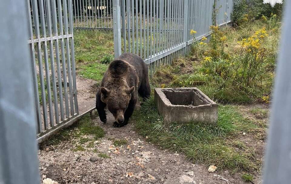 Niedźwiedź, którego przetrzymywał 49-latek / autor: Policja 