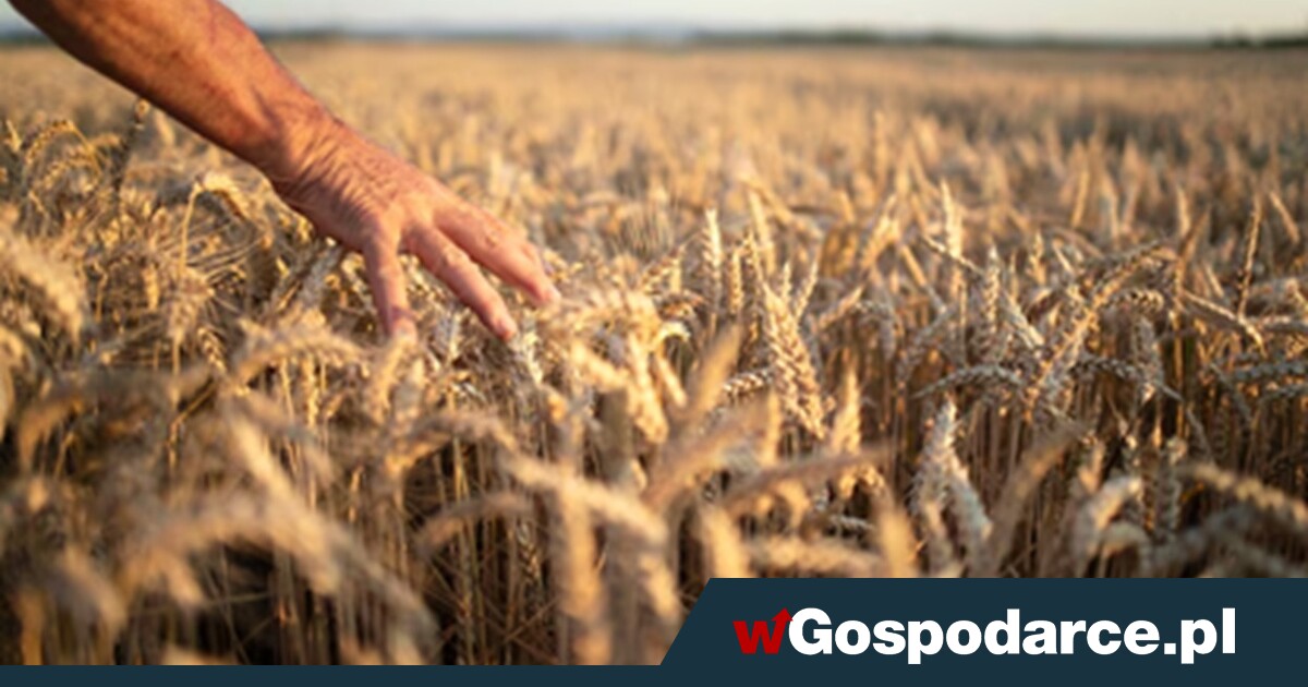 Stary model rolnictwa wali się z hukiem