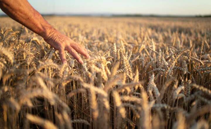 Polskie rolnictwo wchodzi w fazę głębokiej przebudowy, której nie da się zatrzymać / autor: Freepik